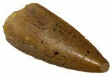 Serrated, Raptor Premaxillary Tooth - Real Dinosaur Tooth #353360-1